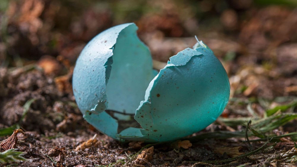 Bird eggs from the Chernyakhiv - Sintana-de-mures culture`s graves