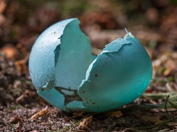 Bird eggs from the Chernyakhiv - Sintana-de-mures culture`s graves